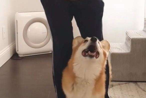 Танцювальний дует чарівного коргі і його господині підкорив TikTok Танцювальний дует чарівного коргі і його господині підкорив TikTok