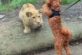 Користувачів соцмереж повеселило знайомство маленького песика і грізного лева