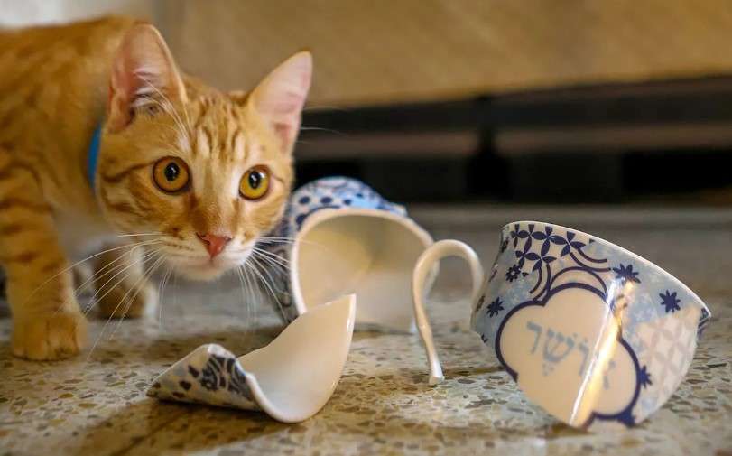 Котик розсмішив Мережу спробами взяти чашку господині в лапки Котик розсмішив Мережу спробами взяти чашку господині в лапки