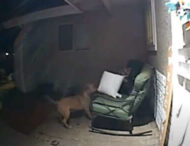 Сусідський пес з’явився в гості, щоб украсти подушку (ВІДЕО)