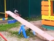 Ворона, яка облюбувала гойдалку на дитячому майданчику, потрапила на відео