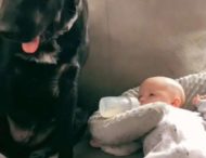 Собака так стежить за немовлям, що навіть рідній матері не дає до нього торкатися