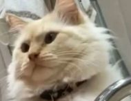 Реакція кішки на господиню, яка виплюнула воду, розсмішила глядачів