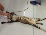 Котик, рятуючись від спеки в одному із таїландських зоомагазинів, налякав відвідувачів