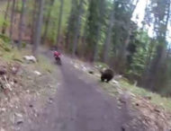 З ведмедем наввипередки: відео незвичайної погоні підкорило інтернет
