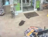 Бобри зайшли до магазину за покупками та потрапили на відео