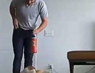 Реакція котика на повернення господаря з роботи потрапила на відео
