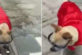 Собаку навчили віртуозно кататися на роликах (відео)