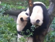 Відео: панди влаштували “бій” за право сісти на дереві