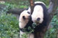 Відео: панди влаштували “бій” за право сісти на дереві