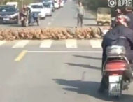 Нескінченний потік качок створив пробку на дорозі в китаї (відео)