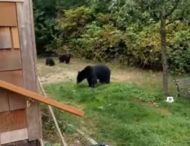 Відео: канадець ввічливо попросив ведмедів піти до лісу