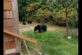 Відео: канадець ввічливо попросив ведмедів піти до лісу