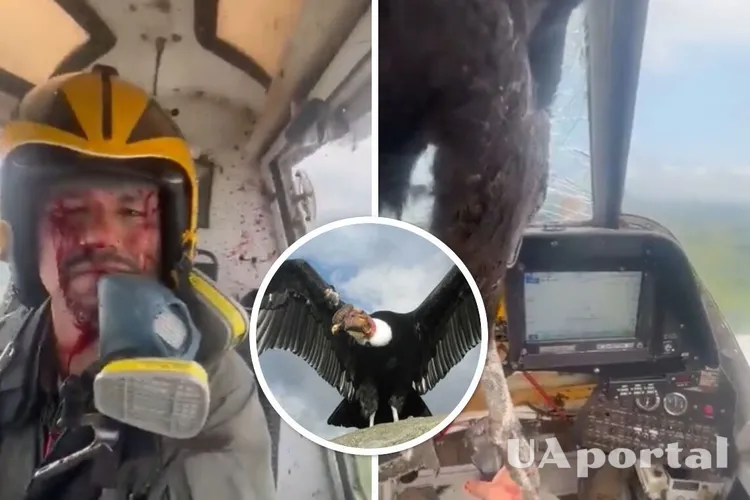 В Еквадорі величезний птах на льоту протаранив лобове скло літака та застряг у ньому (відео)