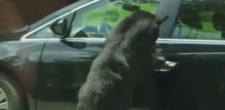 Розумний ведмідь зручно влаштувався в автомобілі (ВІДЕО)