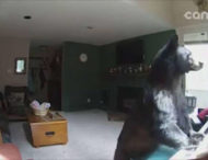 Ведмідь пробрався до житлового будинку і зіграв на піаніно (відео)