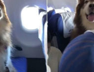 Псу дозволили летіти в салоні літака як пасажир (відео)