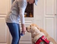 Розумний пес винюхує арахіс у їжі, щоб захистити свою господиню від алергії (ВІДЕО)