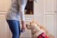 Розумний пес винюхує арахіс у їжі, щоб захистити свою господиню від алергії (ВІДЕО)