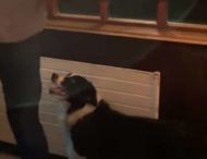 Розумний пес допомагає гравцям у дартс та повертає їм дротики (ВІДЕО)
