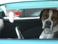 Замкнений у машину пес навчився тиснути на гудок від нудьги (відео)