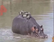 В Індії зняли, як бегемот катає на спині десяток черепах (відео)