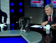У грузії кіт вирішив взяти участь у діалозі про політику у прямому ефірі (відео)