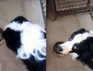 Реакція собаки на жадібність господині розважила мережу (відео)