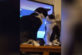 “Енергозберігаючі” розбирання двох котів розсмішили мережу (відео)