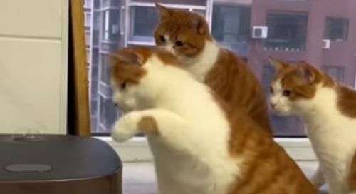 Кішки вигадали веселу гру з рисоваркою (ВІДЕО) Кішки вигадали веселу гру з рисоваркою (ВІДЕО)