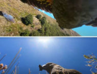 Новозеландський папуга вкрав камеру і став відеоблогером: цікаві кадри