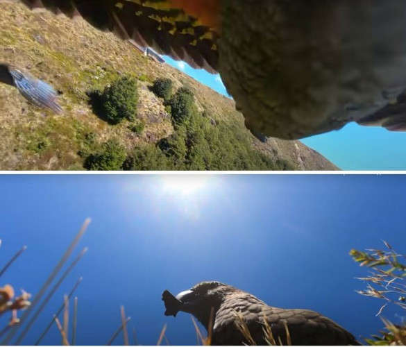 Новозеландський папуга вкрав камеру і став відеоблогером: цікаві кадри Новозеландський папуга вкрав камеру і став відеоблогером: цікаві кадри