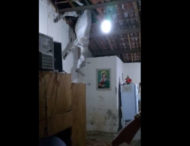 На бразильську родину зі стелі впав осел (відео)