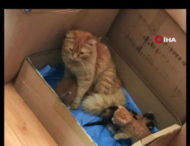 У Туреччині вулична кішка принесла своїх хворих кошенят у ветеринарну клініку (відео)