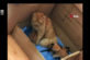 У Туреччині вулична кішка принесла своїх хворих кошенят у ветеринарну клініку (відео)