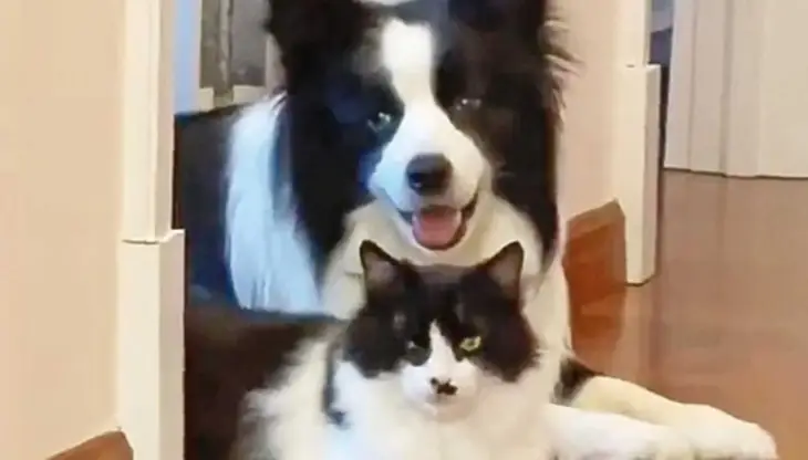 Мережі підкорили собака і кіт, які виглядають неначе близнюки