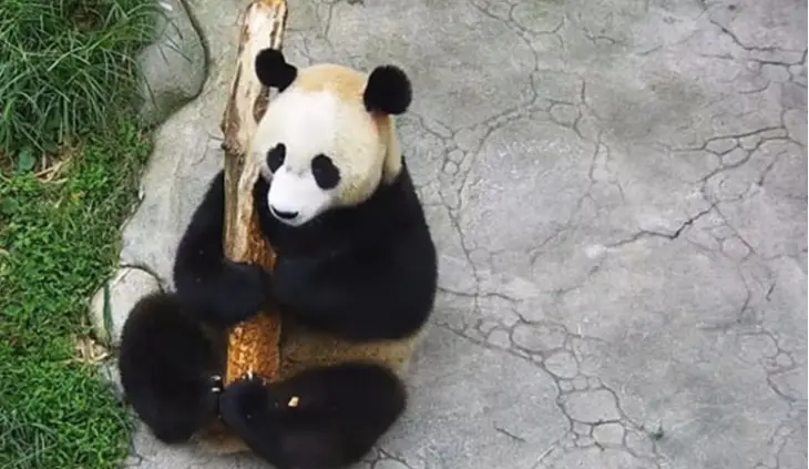 Мережі насмішила панда, яка вирішила зайнятися “музикуванням” (ВІДЕО)