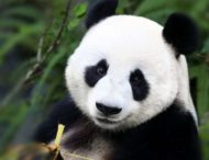 Сором’язлива панда підкорила YouTube (ВІДЕО)
