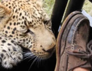 Турист дав леопарду пограти своєю ногою (відео)