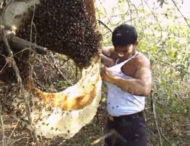 Мешканець індії заштовхав під майку рій бджіл (відео)