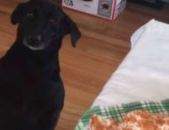 Мережу підкорила реакція собаки на операцію над її іграшкою (ВІДЕО)