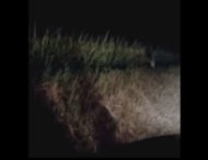На узбіччі нічної дороги зняли дивну істоту (відео)