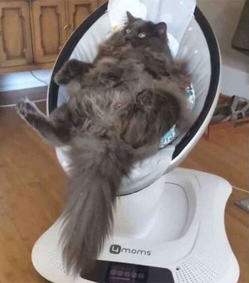 Кішка подрімала в дитячій колисці і підкорила YouTube (ВІДЕО) Кішка подрімала в дитячій колисці і підкорила YouTube (ВІДЕО)