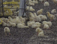 Сотні курчат вилупилися з викинутих на звалище яєць (відео)