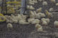 Сотні курчат вилупилися з викинутих на звалище яєць (відео)