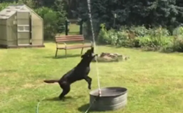 Новий хіт: собака у захваті від саморобного фонтану (ВІДЕО)