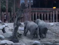 У Даннії чоловік заліз у вольєр до слонів (відео)