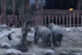 У Даннії чоловік заліз у вольєр до слонів (відео)