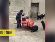 Китайський фермер провів засідання з козами (відео)