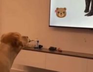 Пес кумедно намагався знайти ведмедя після того, як той зник з екрана телевізора